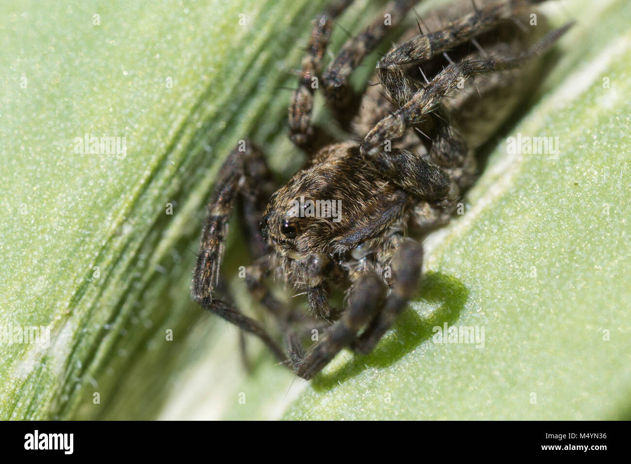 animal, arachnid, dangerous, green, hairy, insect, jumper, jumping, leaf, macro, nature, poison, scary, small, spider, weave, web, wild, wildlife Stock Photo