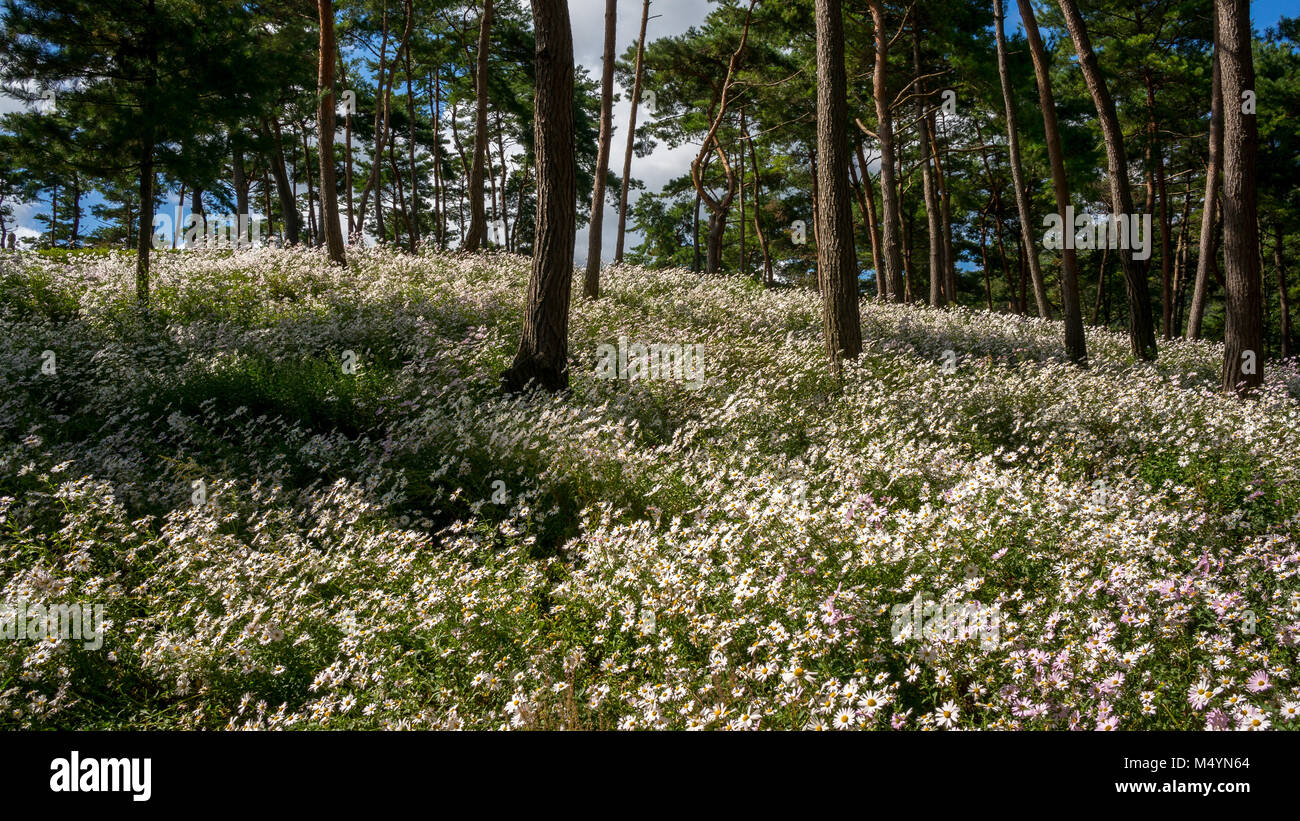 Field of chrysanthemum Stock Photo