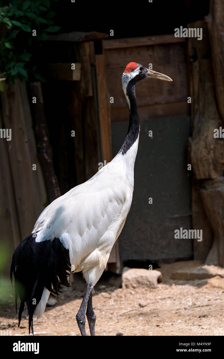 red crowned crane Stock Photo