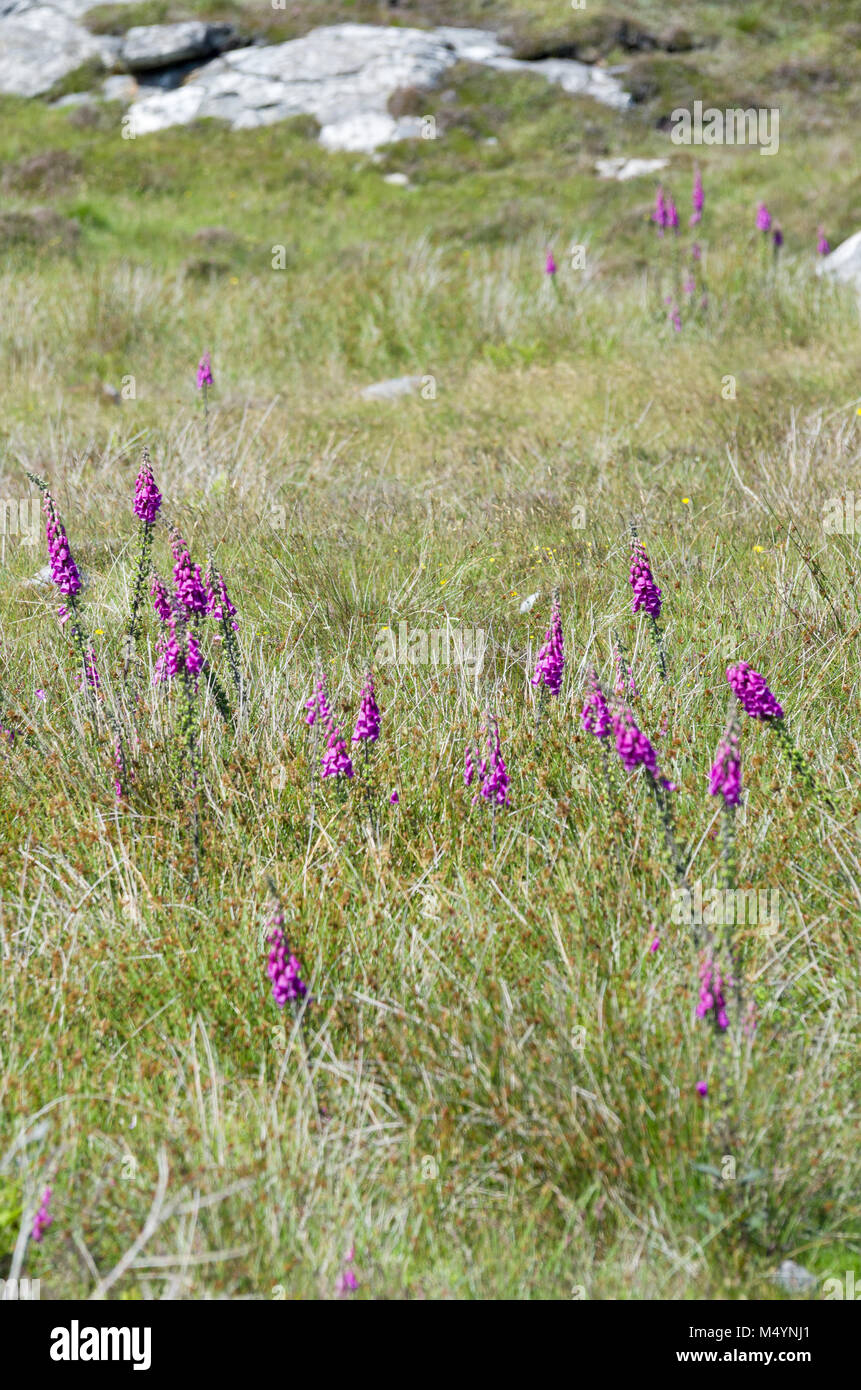 Common foxglove flowers growing wild amongst the grasslands and rocks in the Outer Hebrides of Scotland Stock Photo