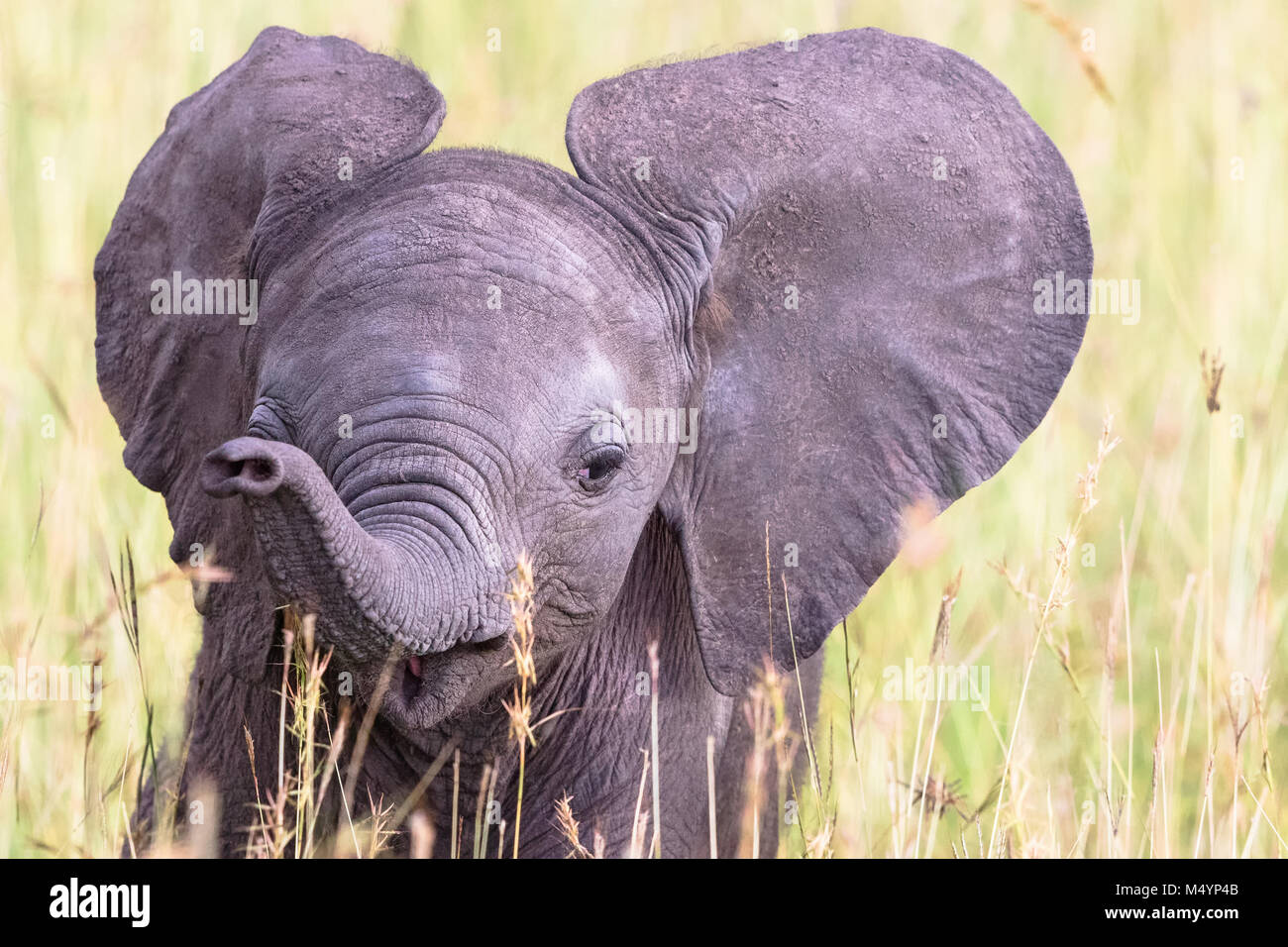 Portrait of an elephant calf Stock Photo - Alamy
