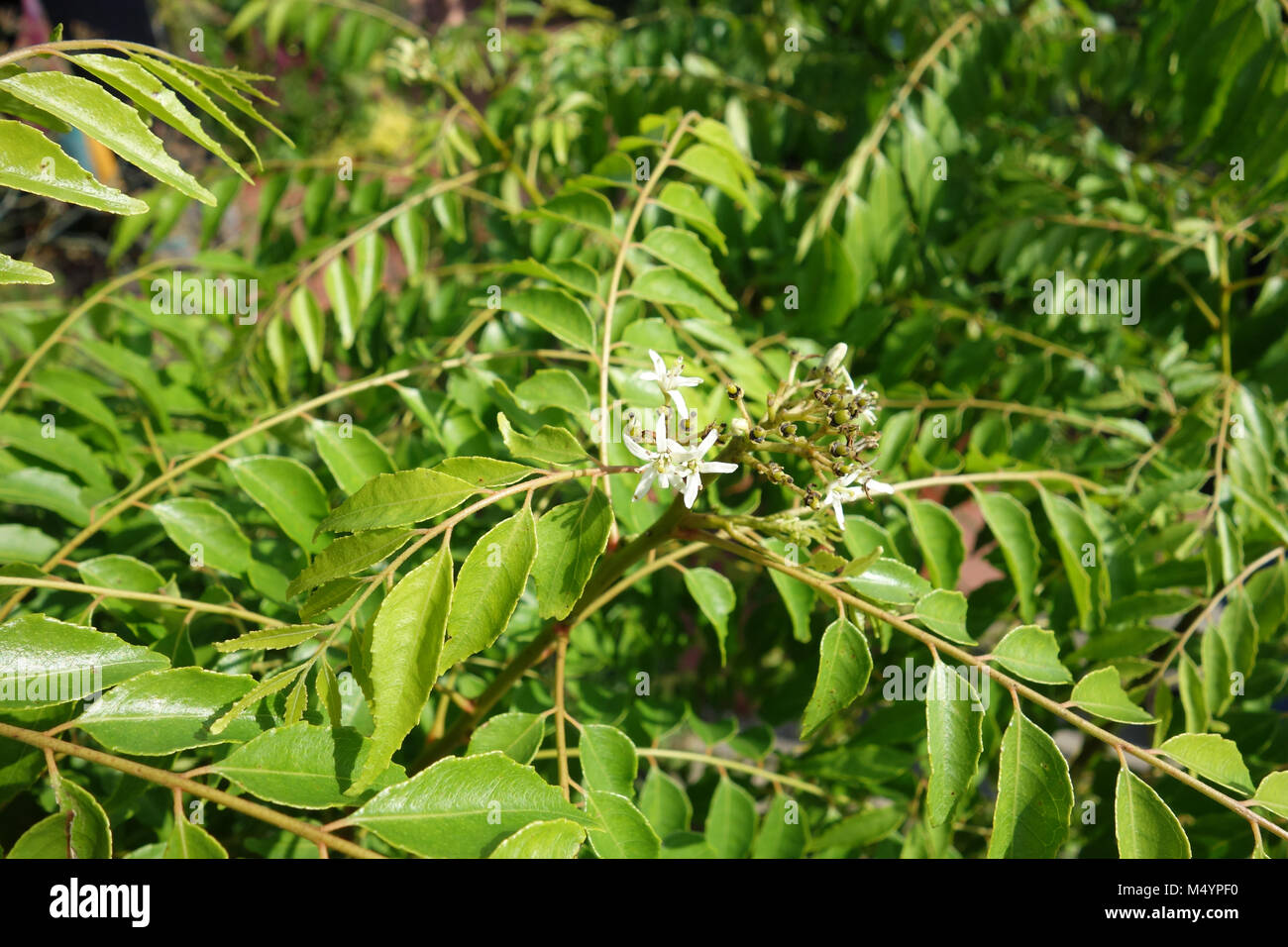 Murraya koenigii, curry tree Stock Photo Alamy