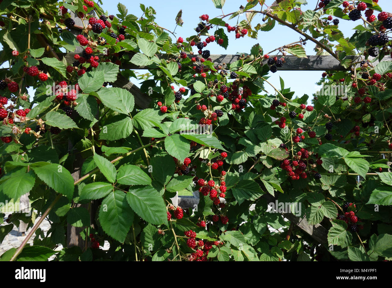Rubus fruticosus Thornless Evergreen, blackberry Stock Photo