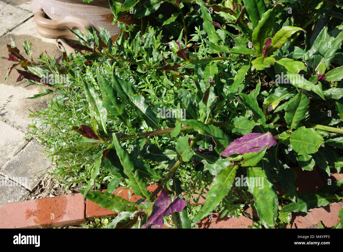 Gynura crepioides, Handama, okinawan spinach Stock Photo