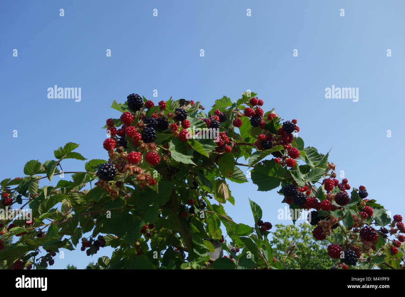 Rubus fruticosus Thornless Evergreen, blackberry Stock Photo