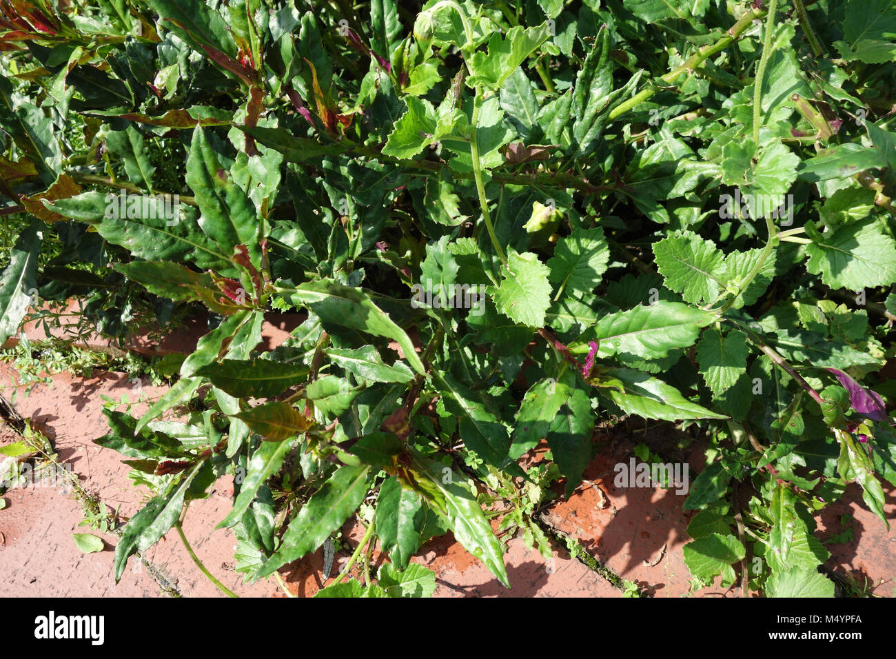 Gynura crepioides, Handama, okinawan spinach Stock Photo