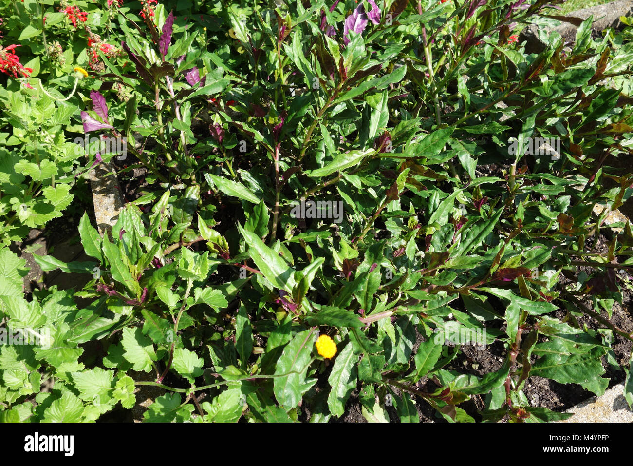 Gynura crepioides, Handama, okinawan spinach Stock Photo