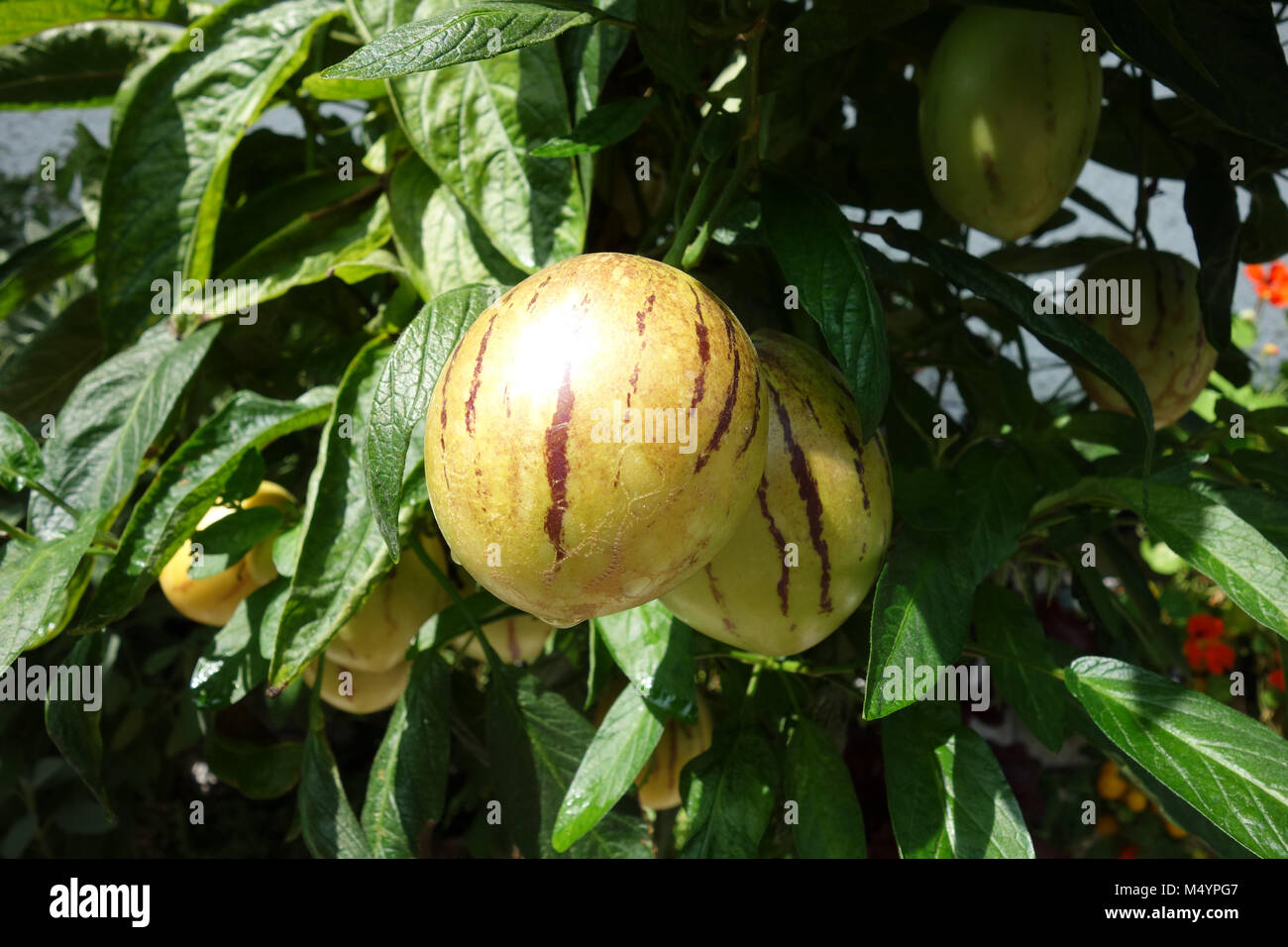 Solanum muricatum, pepino melo Stock Photo