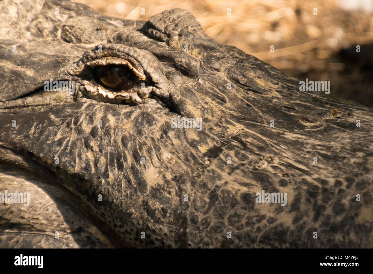 alligator eye Stock Photo