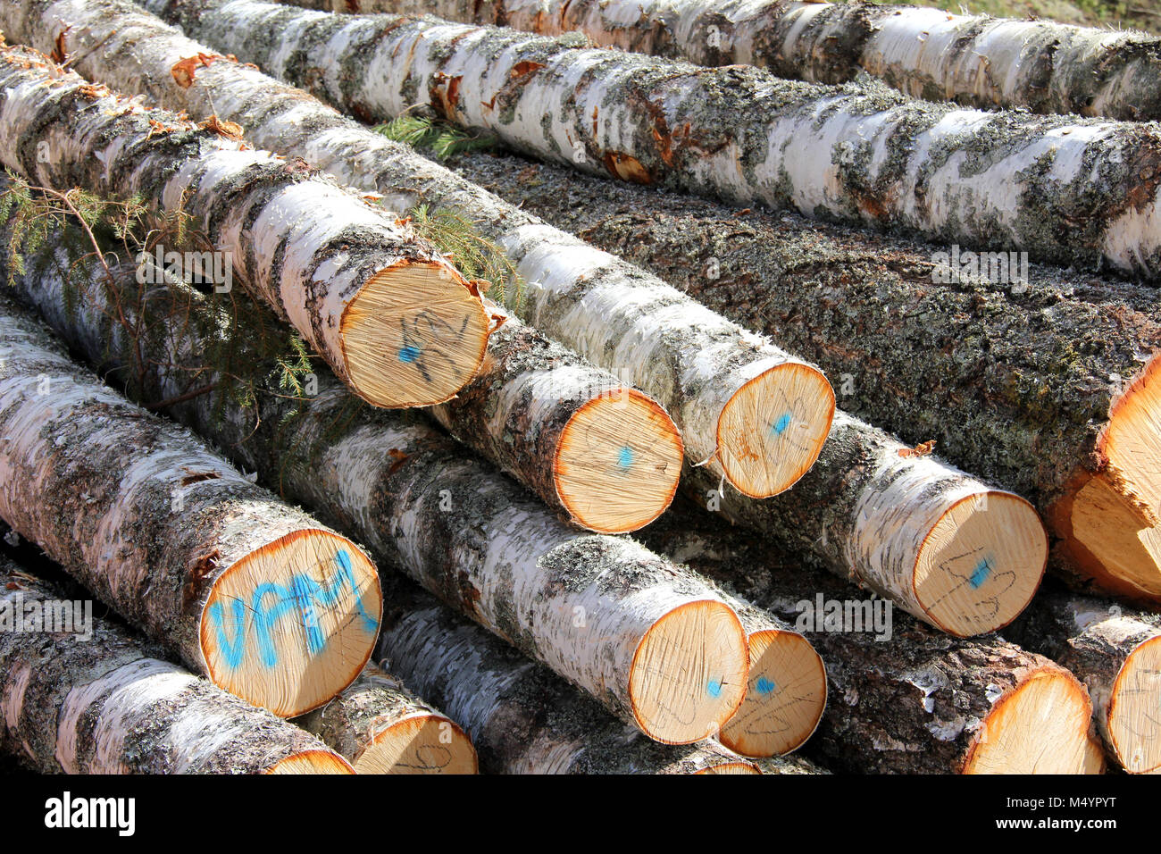 Birch wood logs stacked, detail. Stock Photo