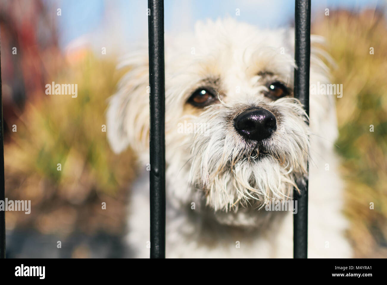A small white dog pokes his wet nose through the iron bars of fence, as though imprisoned, over a blurred background of colourful garden shrubs. Stock Photo