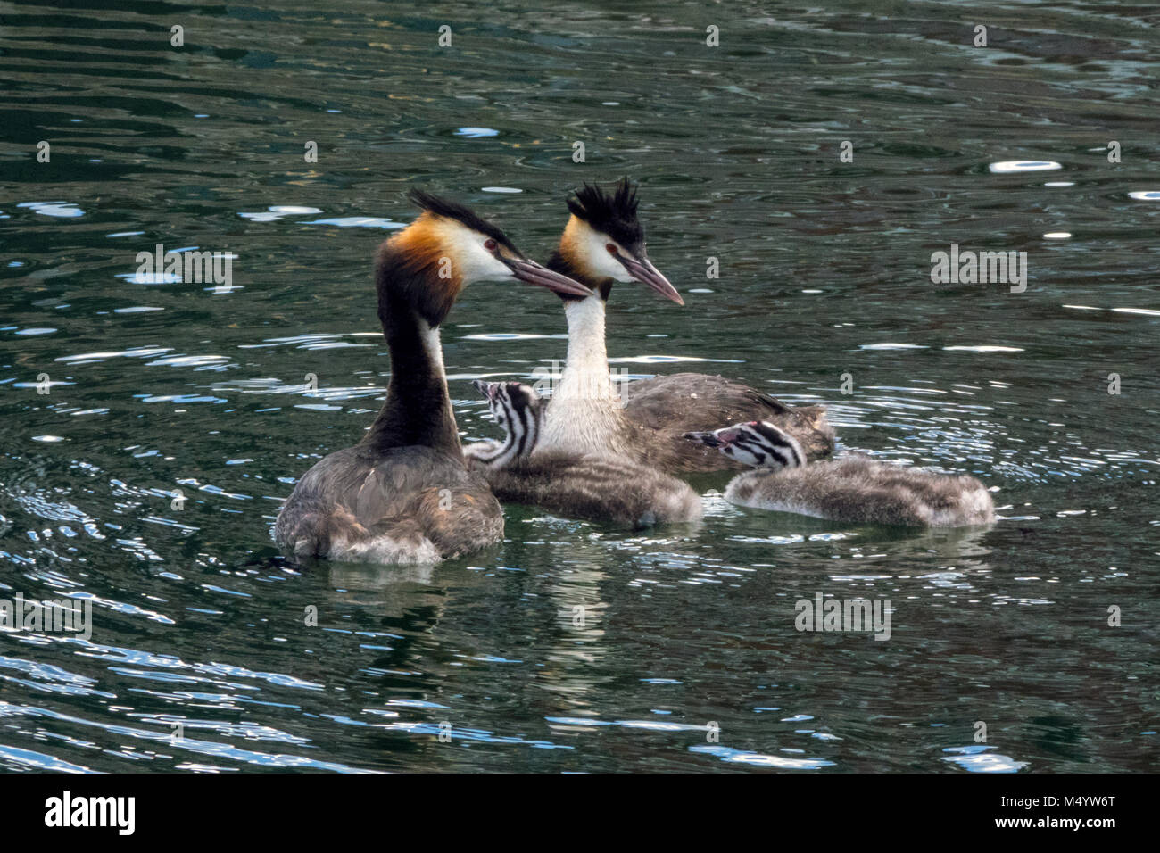 a family of great crested grebe Stock Photo