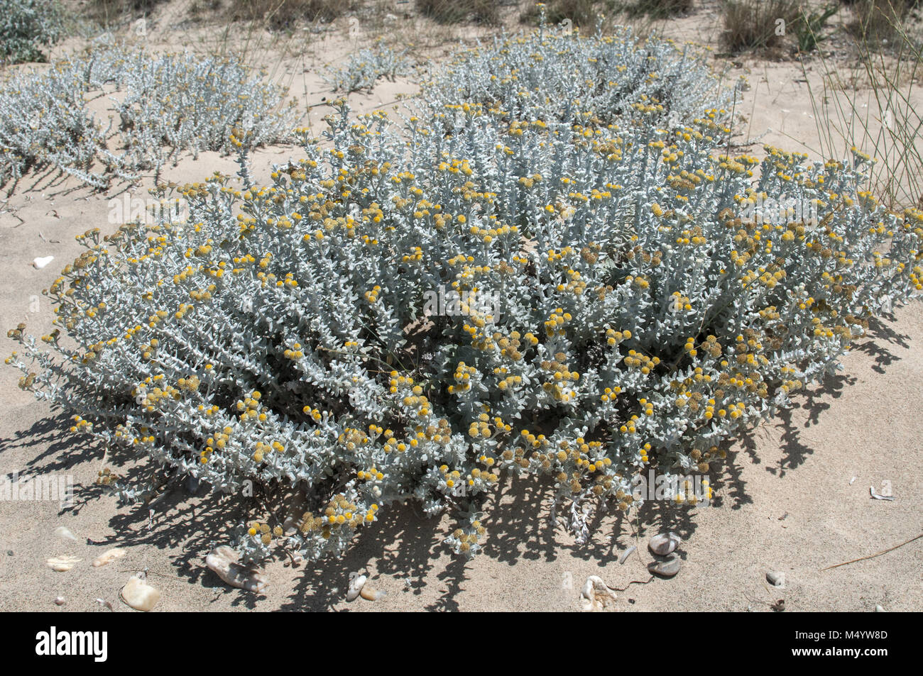 Desert plants closeup Stock Photo