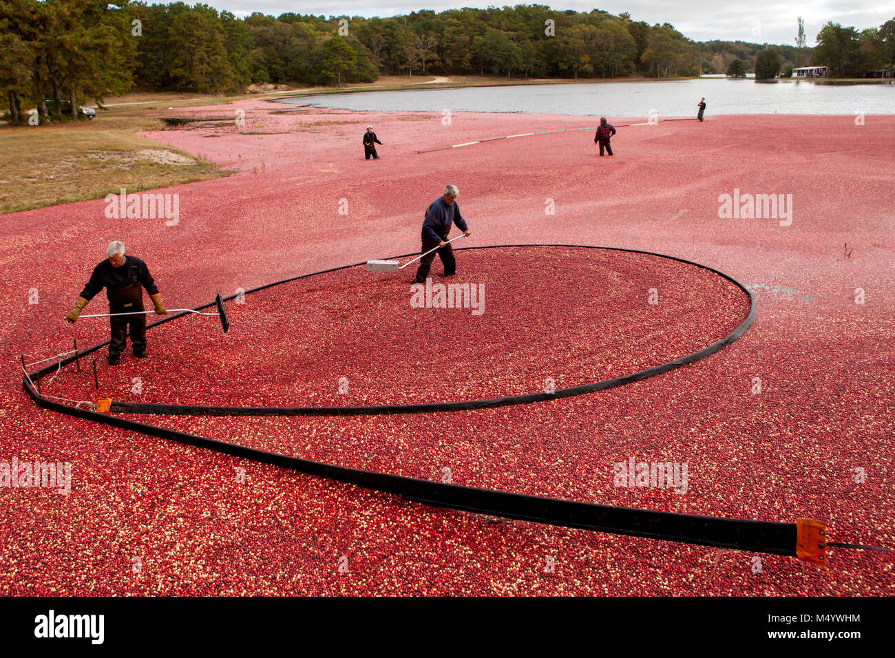 A Cape Cod cranberry grower and his crew rack up cranberries with booms