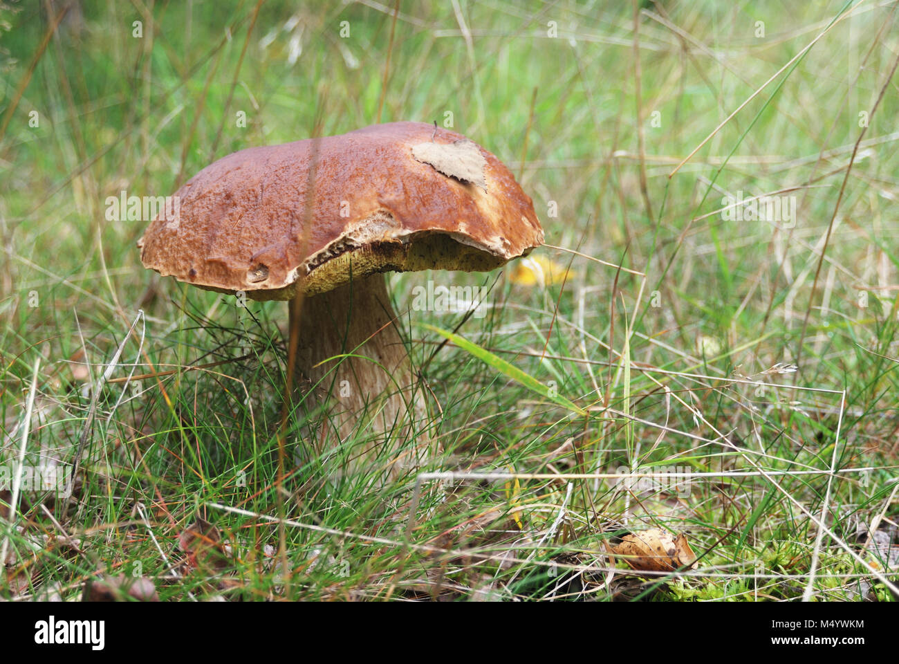 very beatiful cep in natural enviroment Stock Photo