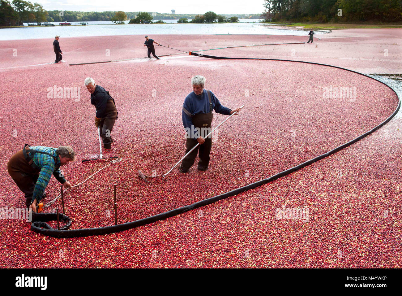 A Cape Cod cranberry grower and his crew rack up cranberries with booms