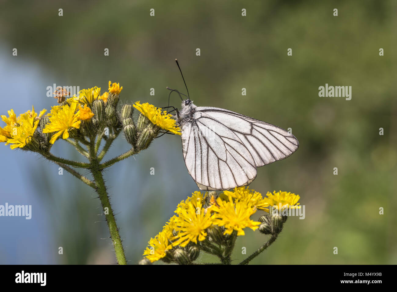 Black-veined White butterfly Stock Photo