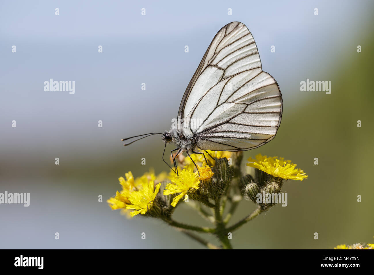 Black-veined White butterfly Stock Photo