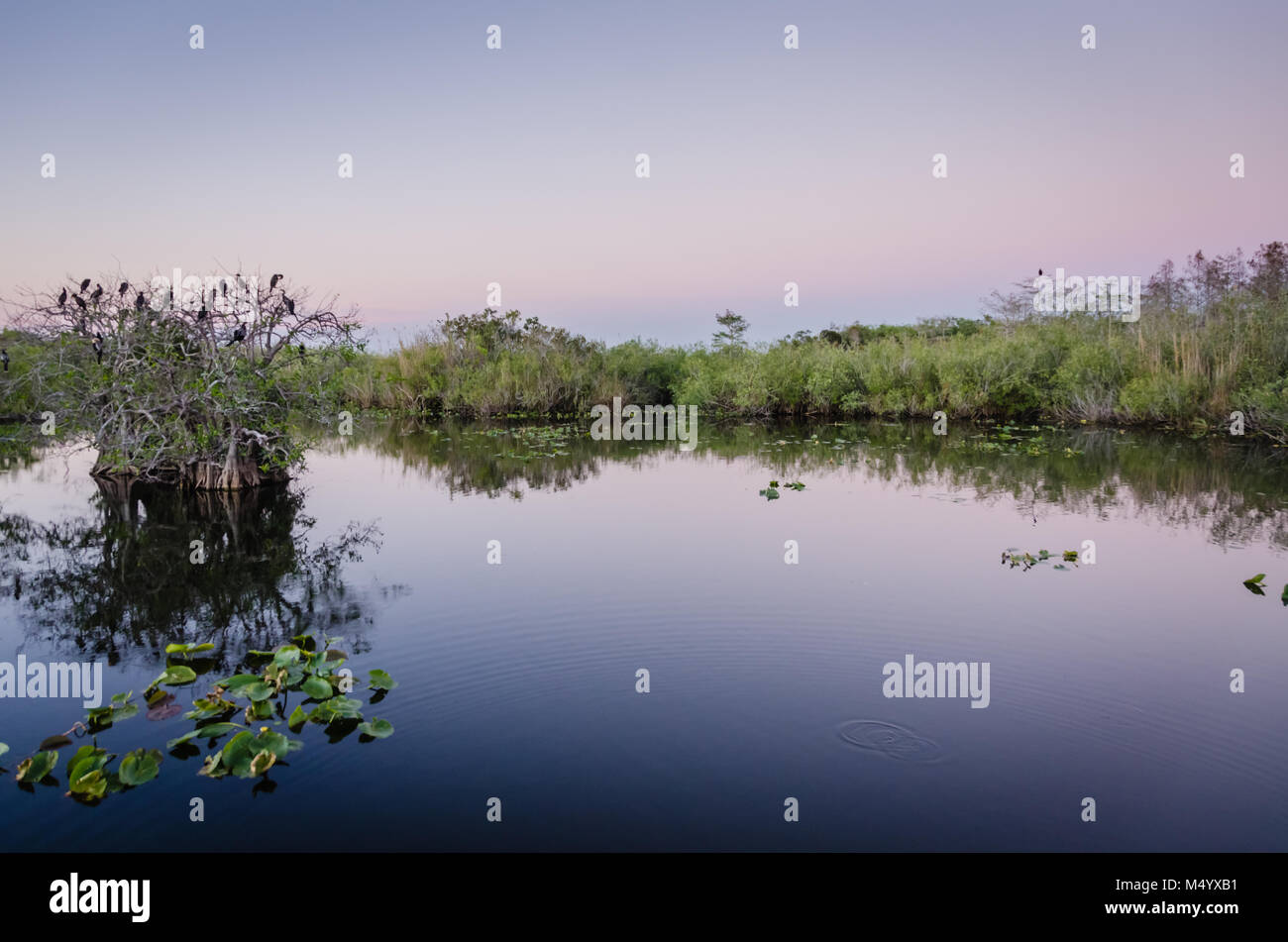 Anhinga birds roosting on trees at Taylor Slough in Everglades National Park in Southern Florida. Stock Photo