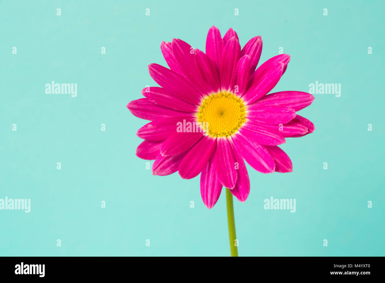 Pink pyrethrum flowers on blue background. Pink daisy. Close up. Copy space. Stock Photo