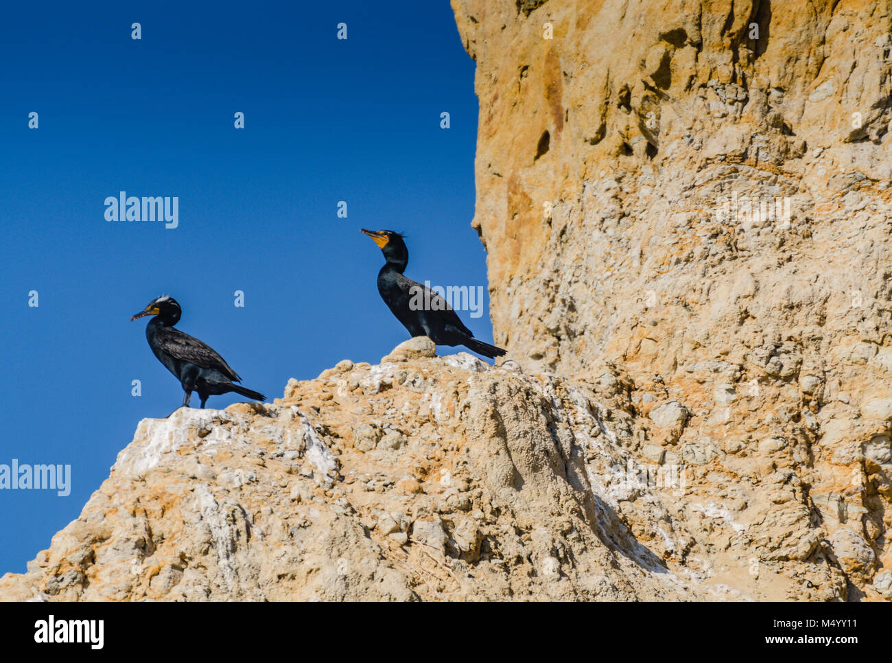 Pair of Brandt's Cormorant birds roosting on cliffs at Torrey Pines State Natural Preserve. Stock Photo