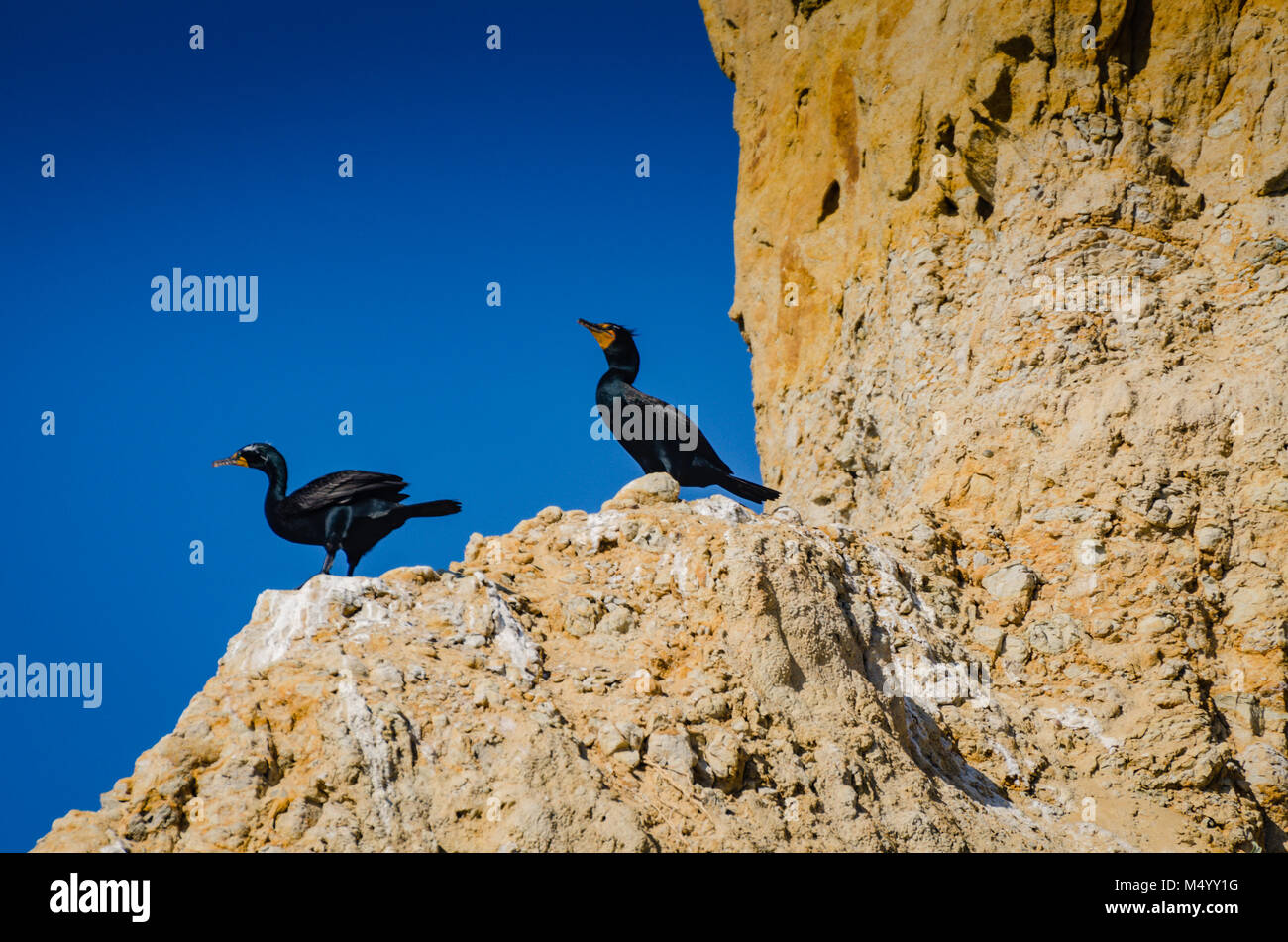 Pair of Brandt's Cormorant birds roosting on cliffs at Torrey Pines State Natural Preserve. Stock Photo