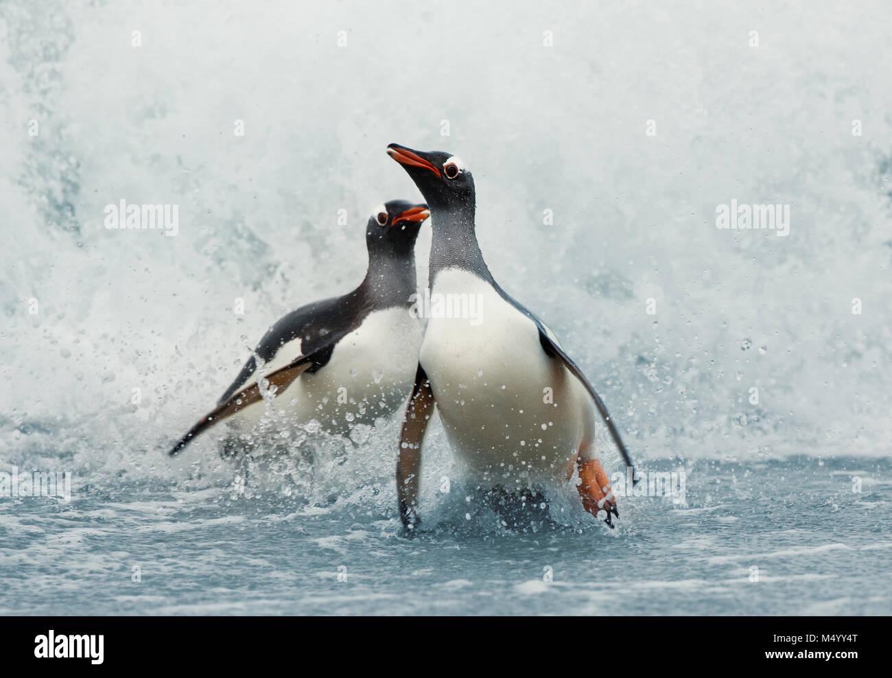 Gentoo penguins coming on shore from a stormy Atlantic ocean, Falkland