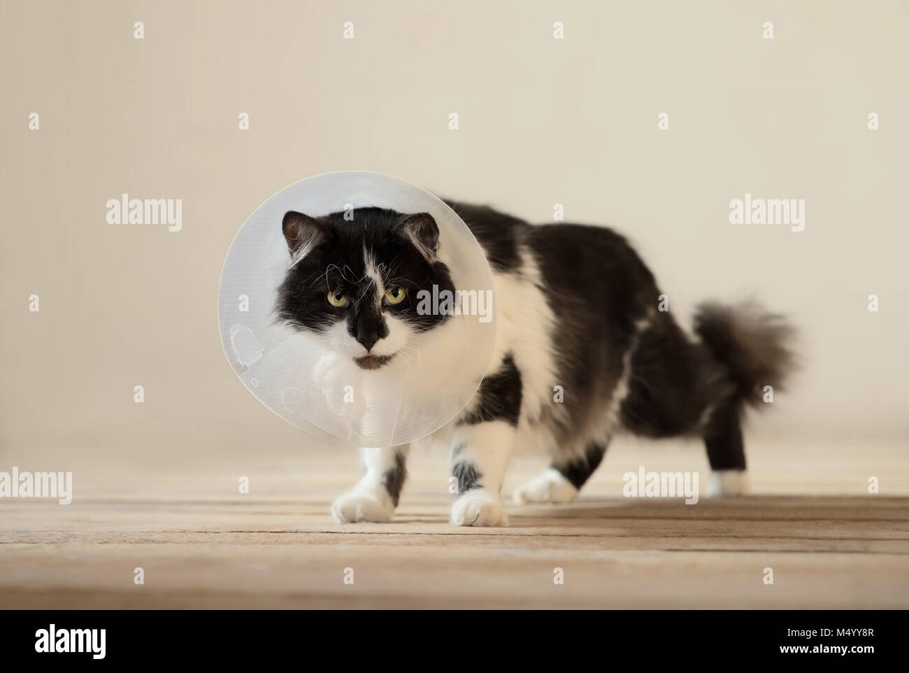 Close up of a cat with a wound healing plastic recovery collar. Stock Photo