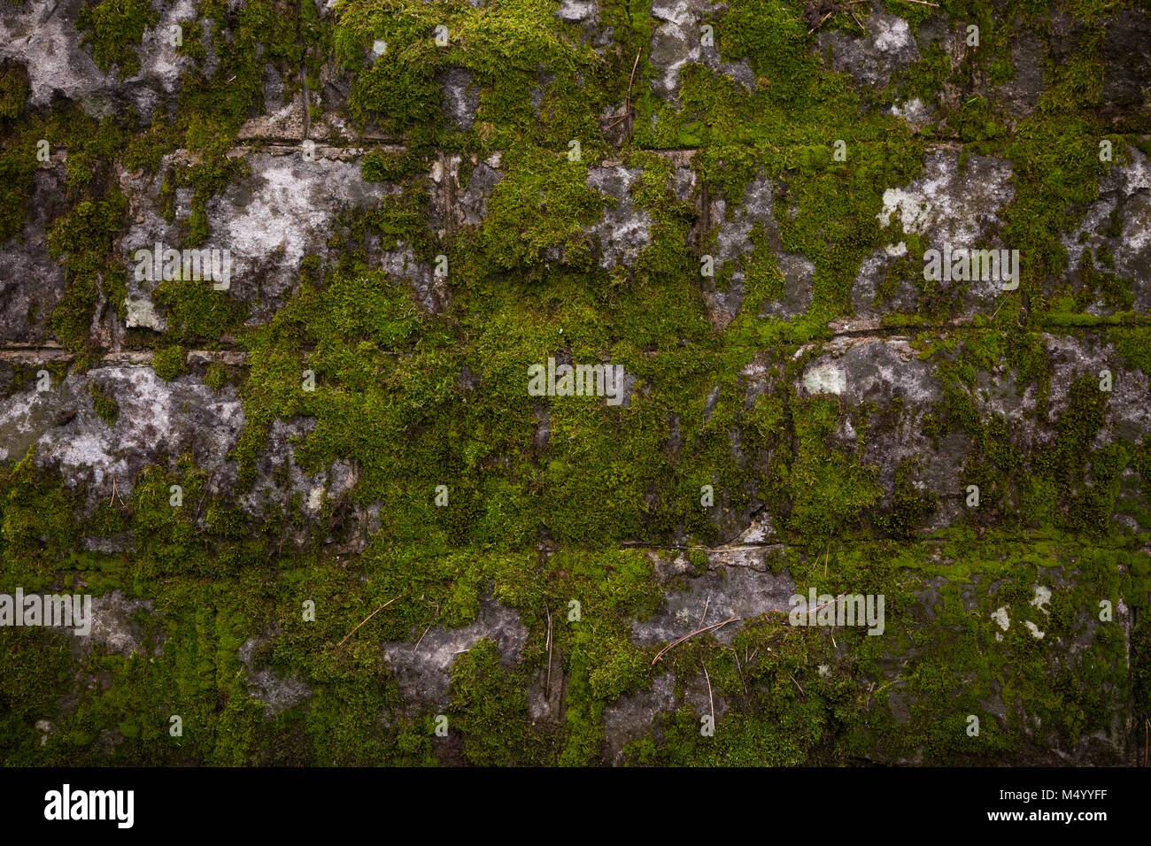 old stone wall covered green moss,background. Stock Photo