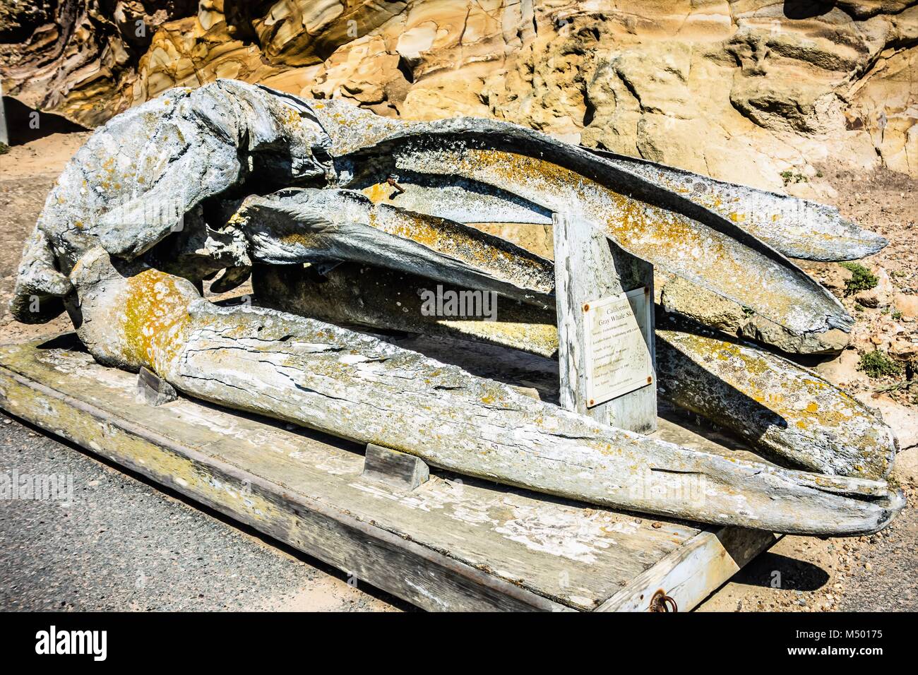 large california gray whale skull on display Stock Photo