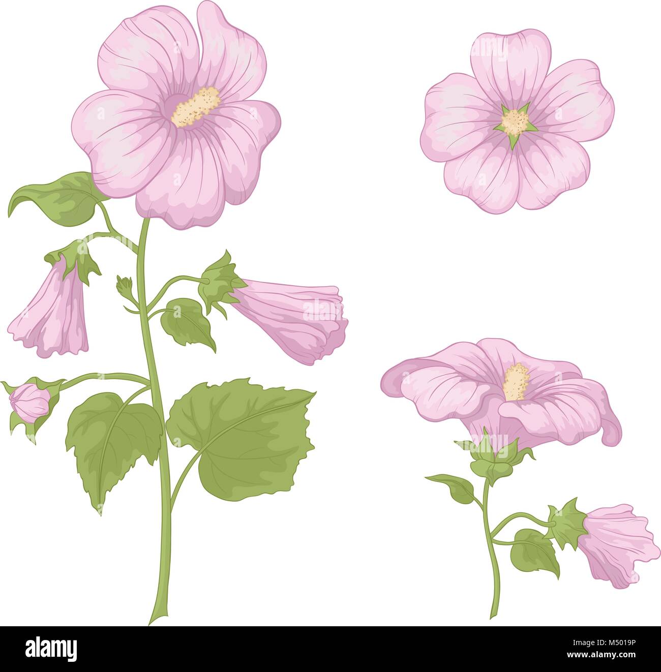Flowers mallow, isolated Stock Vector