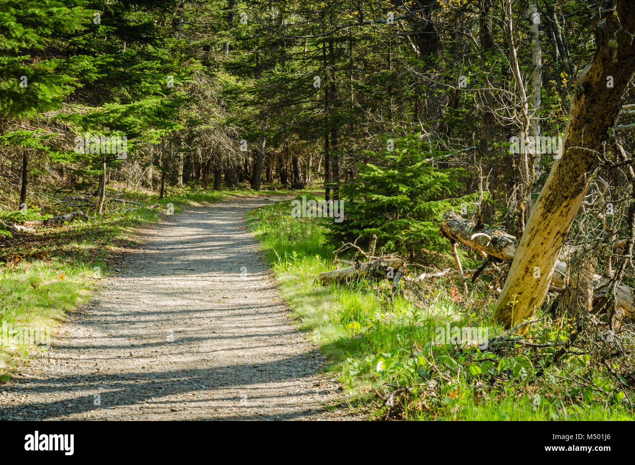 Easy accessible hiking trail in evergreen forest at Acadia National Park. Stock Photo