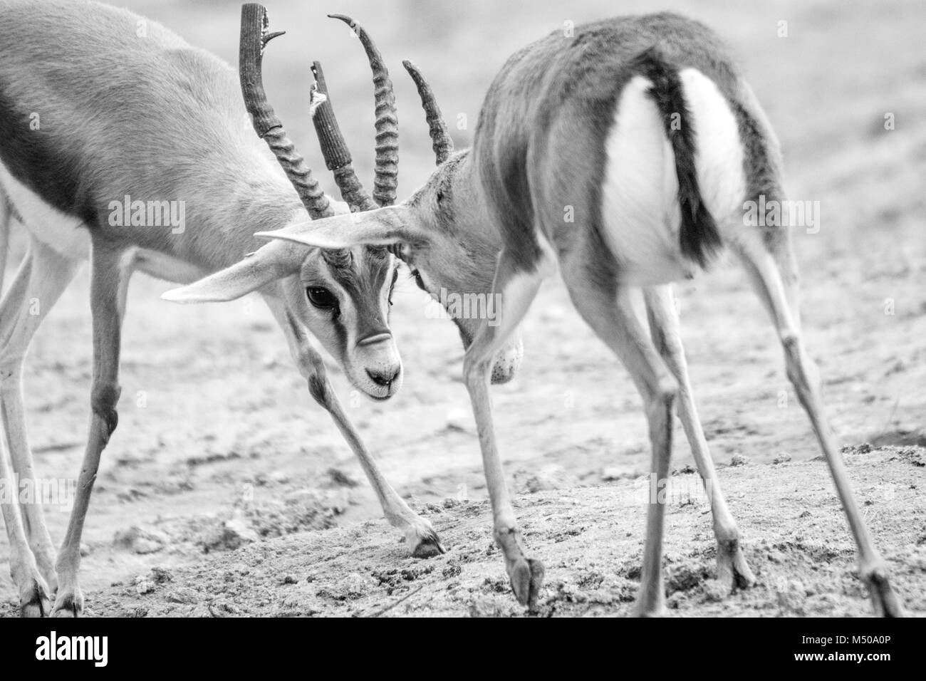 Madrid, Spain. 19th February, 2018. Two dorcas gazelle (Gazella Dorcas Neglecta) fight at Madrid Zoo on February 19, 2018 in Madrid, Spain. Credit: David Gato/Alamy Live News Stock Photo