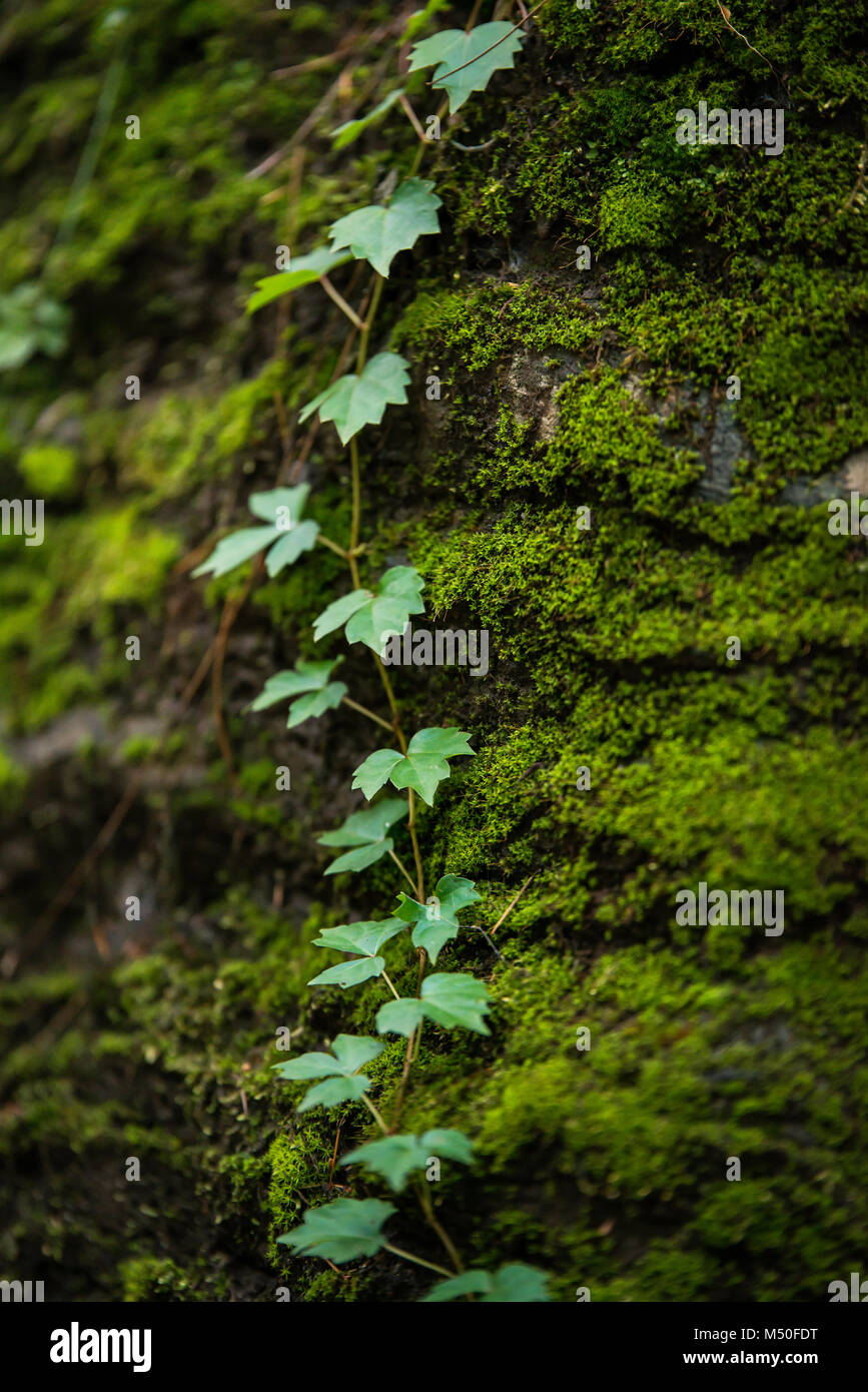 Mossy Stones Deep in The Woods, South Korea Stock Photo