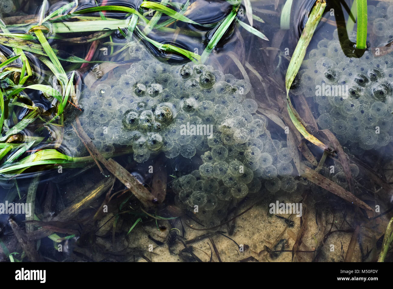 A lot of frogspawn of Common Frog (Rana temporaria) sitting on top of a pond in spring Stock