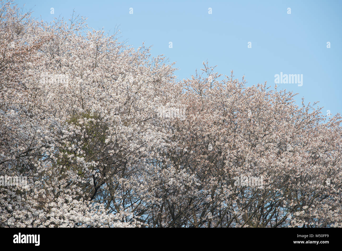 Cherry blossoms in March Stock Photo
