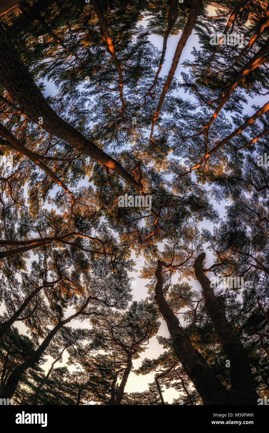 Pine trees forest Stock Photo - Alamy