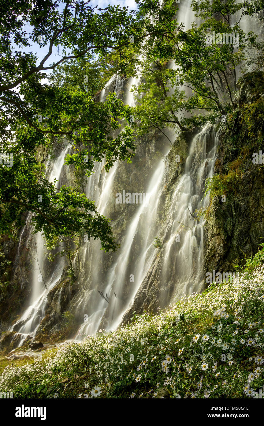 waterfall over chrysanthemum Stock Photo