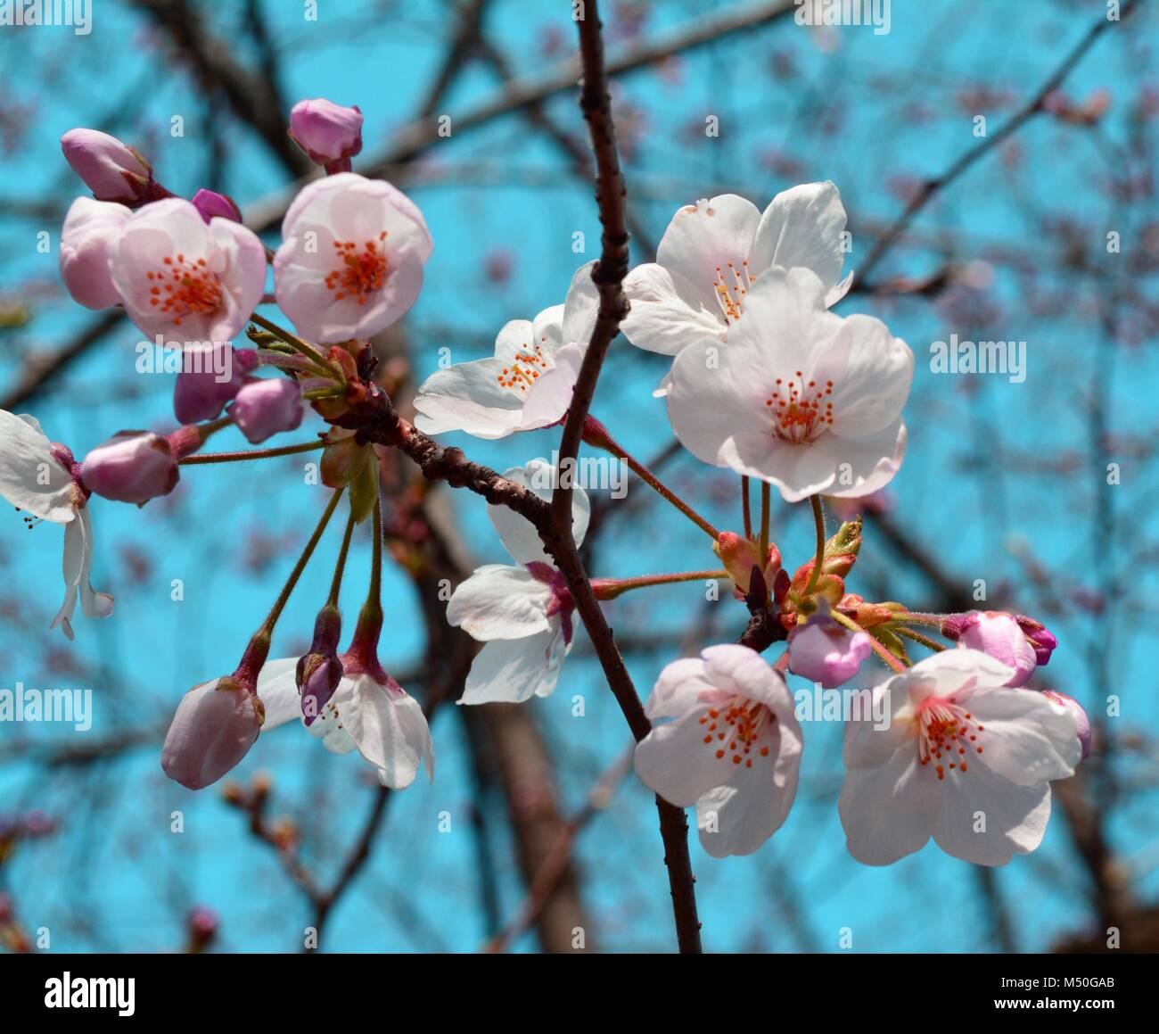 Early Spring Sakura Flowers / Cherry Blossom flower buds in Japan Stock Photo