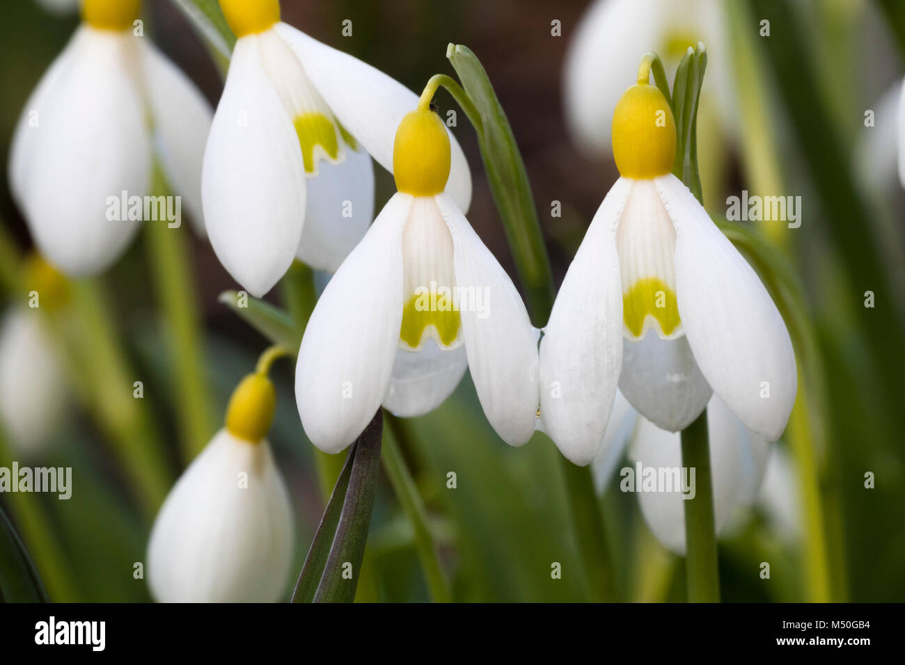 Yellow ovary and petal markings of the unusual snowdrop, Galanthus 'Primrose Warburg' Stock Photo