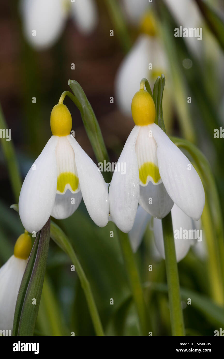 Yellow ovary and petal markings of the unusual snowdrop, Galanthus 'Primrose Warburg' Stock Photo