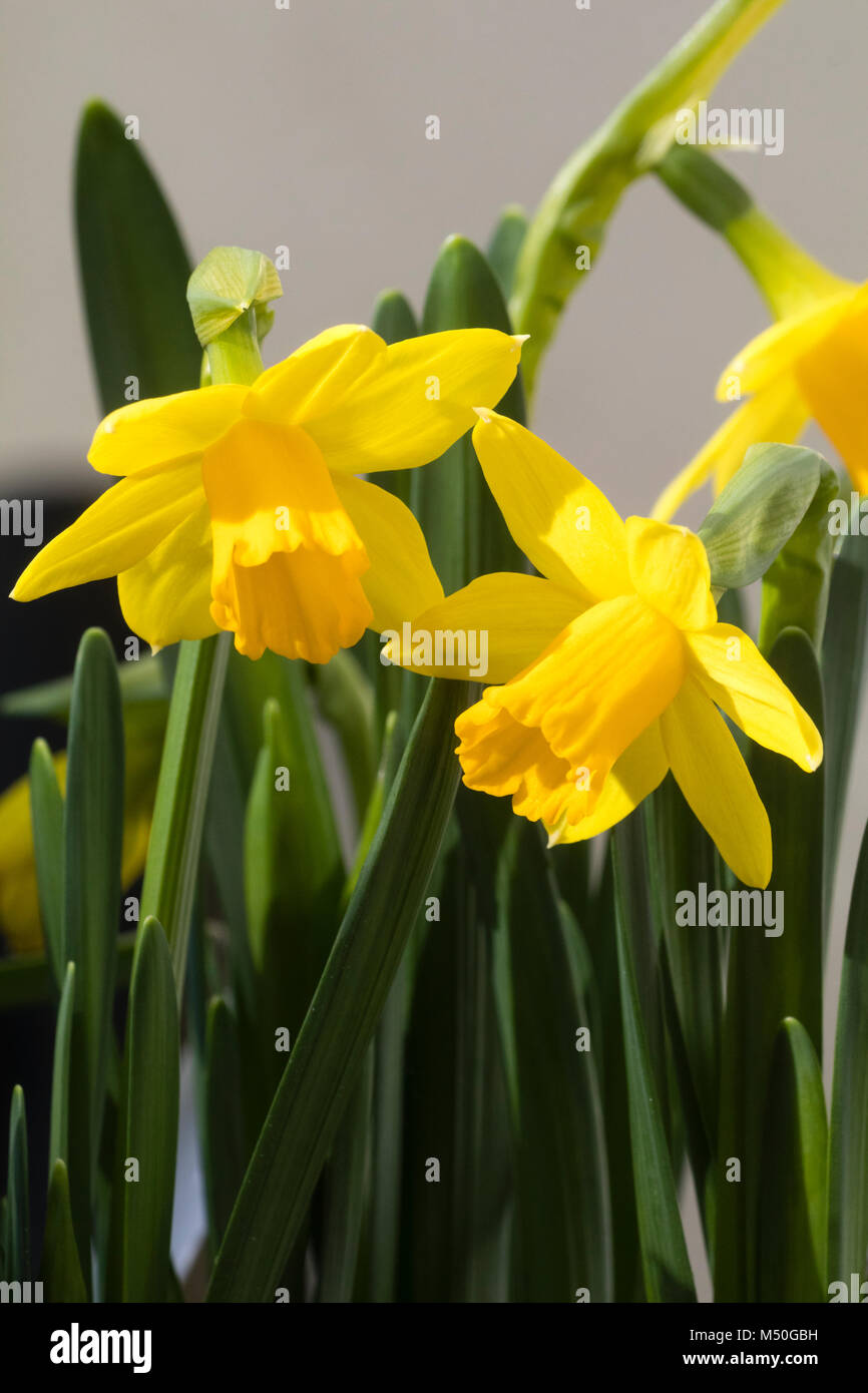 winter flowers ofthe dwarf cyclamineus hybrid daffodil, Narcissus 'Tete a Tete' Stock Photo