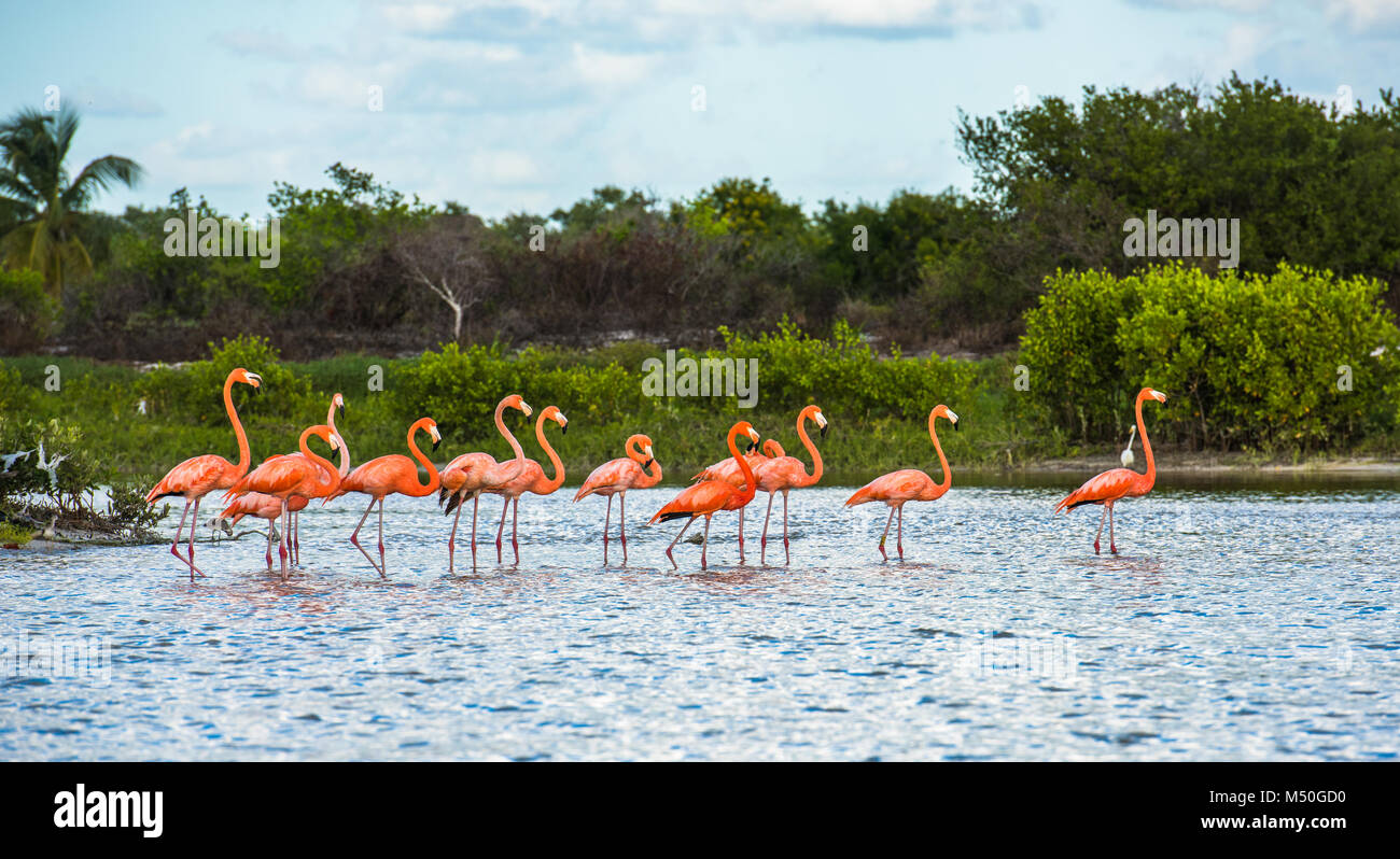 Flamingoes at Celestun Biosphere Reserve, Yucatan, Mexico Stock Photo