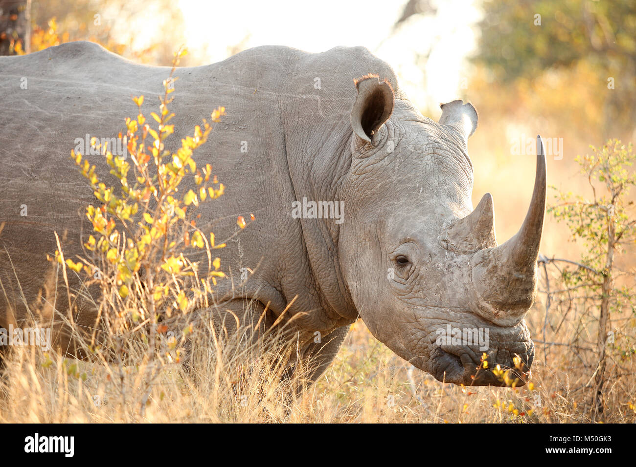 Close up view of an African White Rhino in a South African game reserve Stock Photo