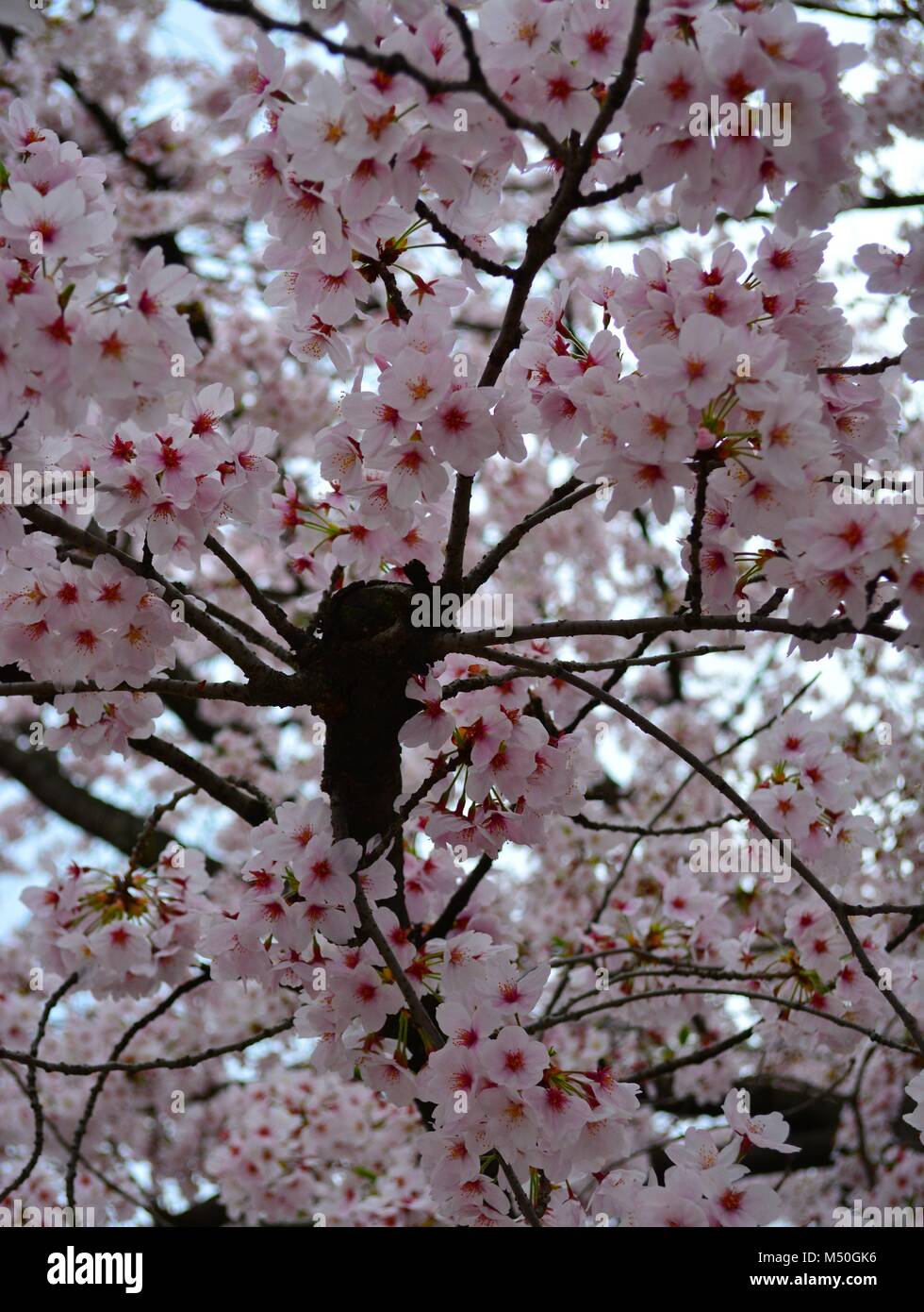 Sakura Flowers / Cherry Blossom tree in Japan Stock Photo