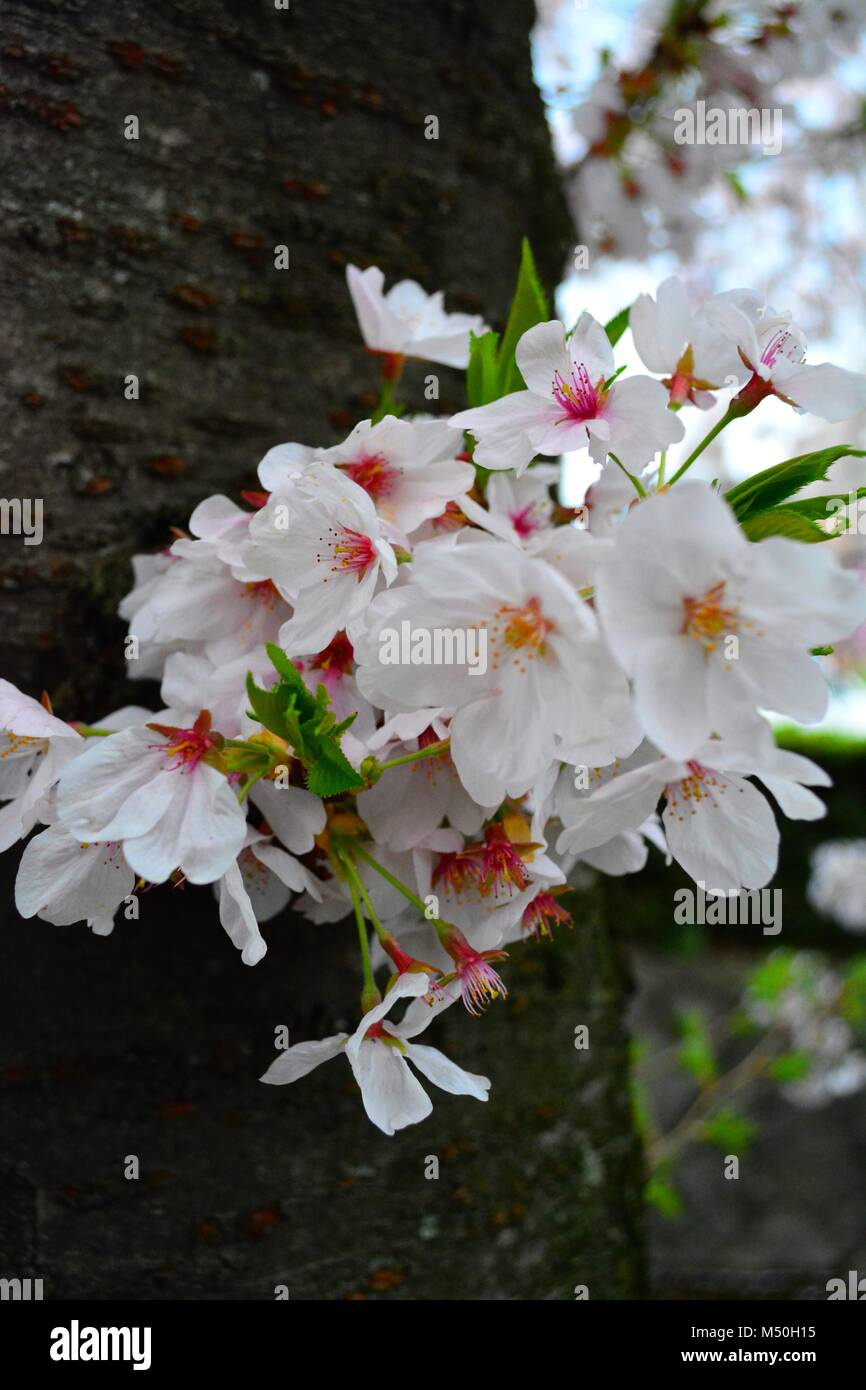 Sakura Flowers / Cherry Blossom on cherry tree trunk in japan Stock