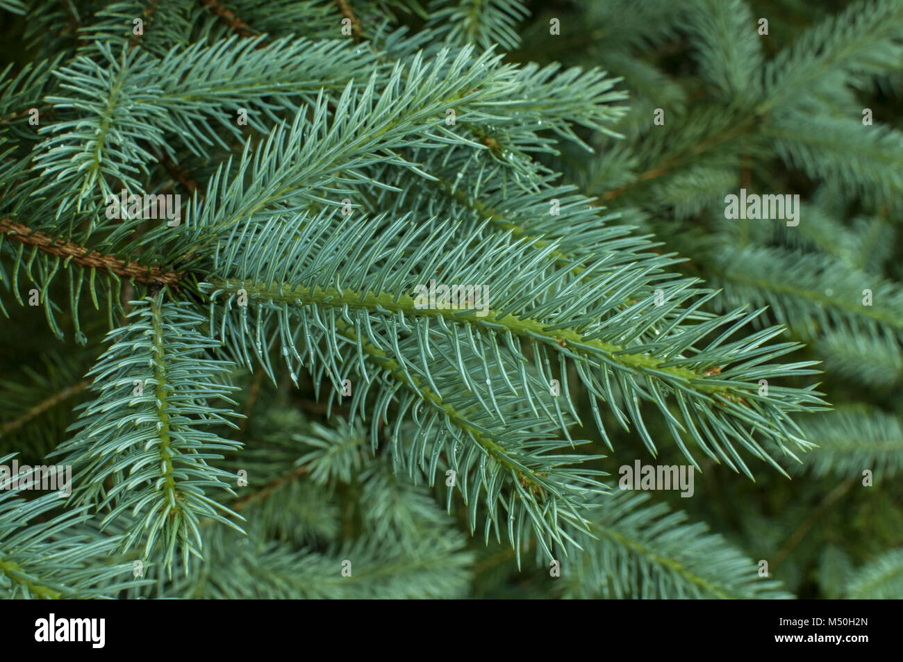 White spruce branch Stock Photo