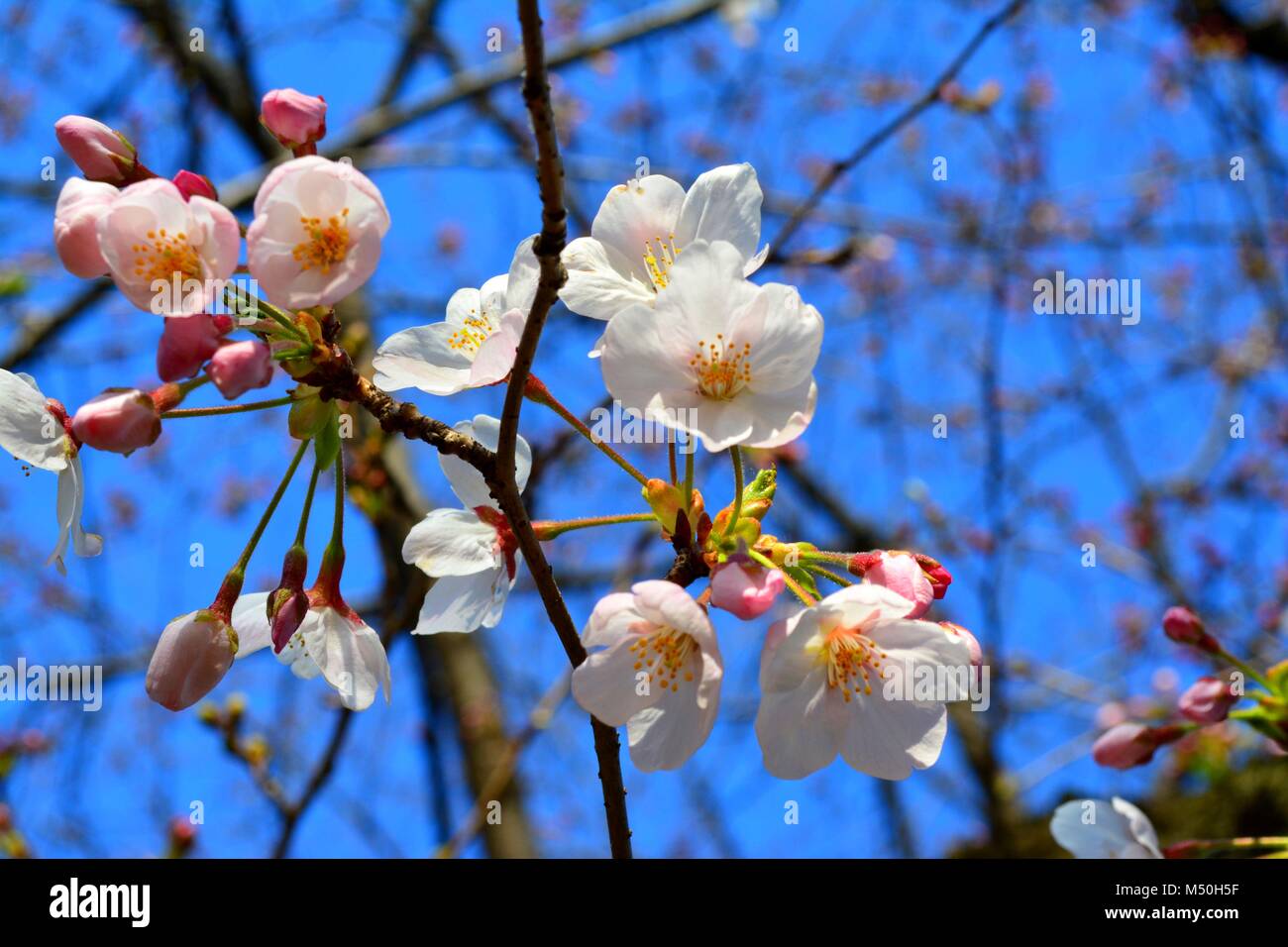 Early Spring Sakura Flowers / Cherry Blossom flower buds in Japan Stock