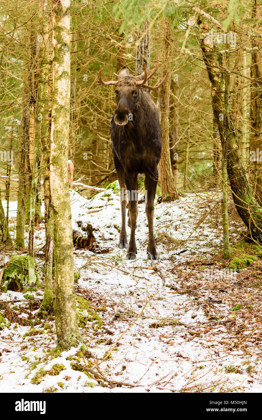 Moose (Alces alces) bull seen from the front standing in winter forest. Stock Photo