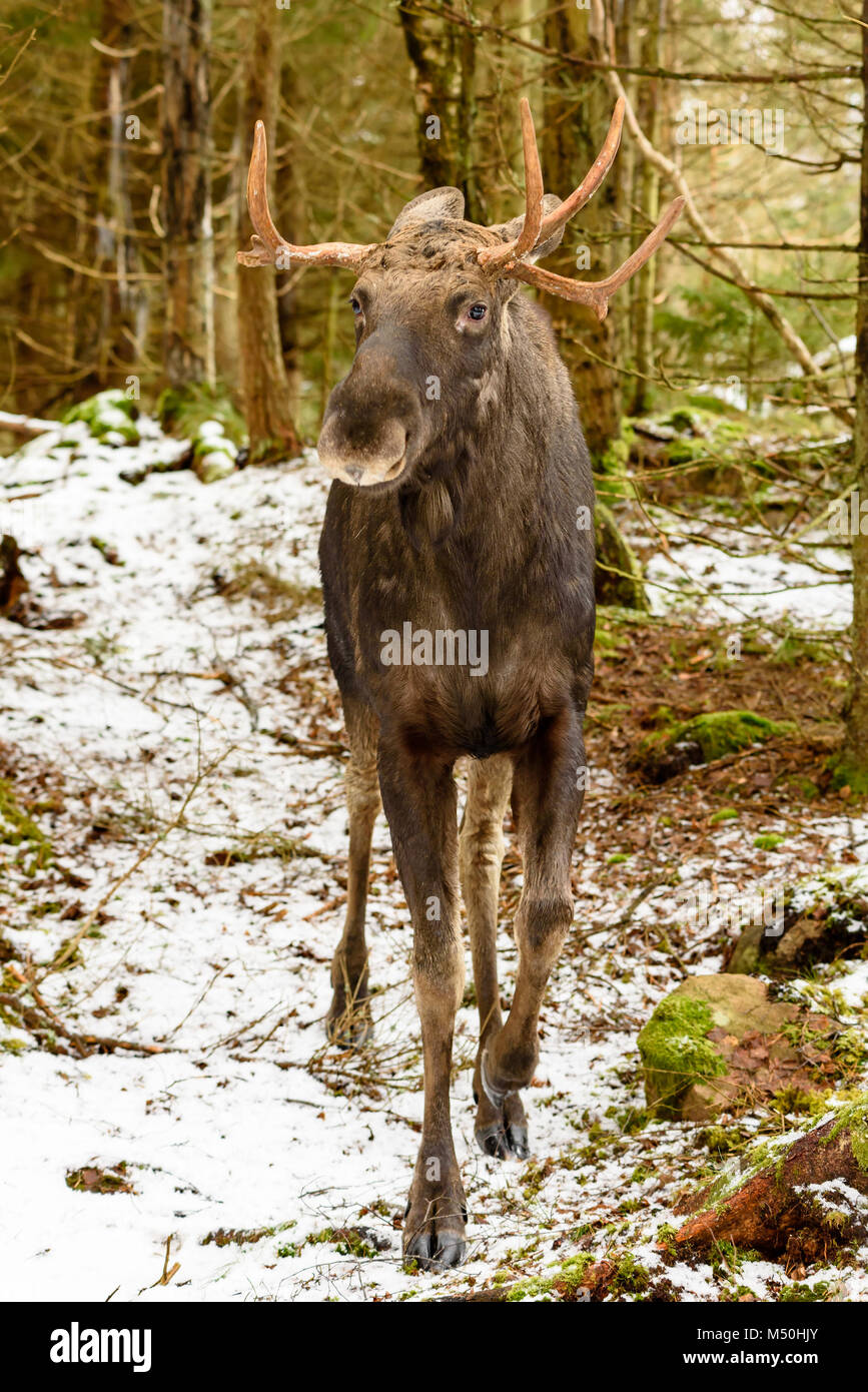 Moose (Alces alces) bull seen from the front standing in winter forest. Stock Photo